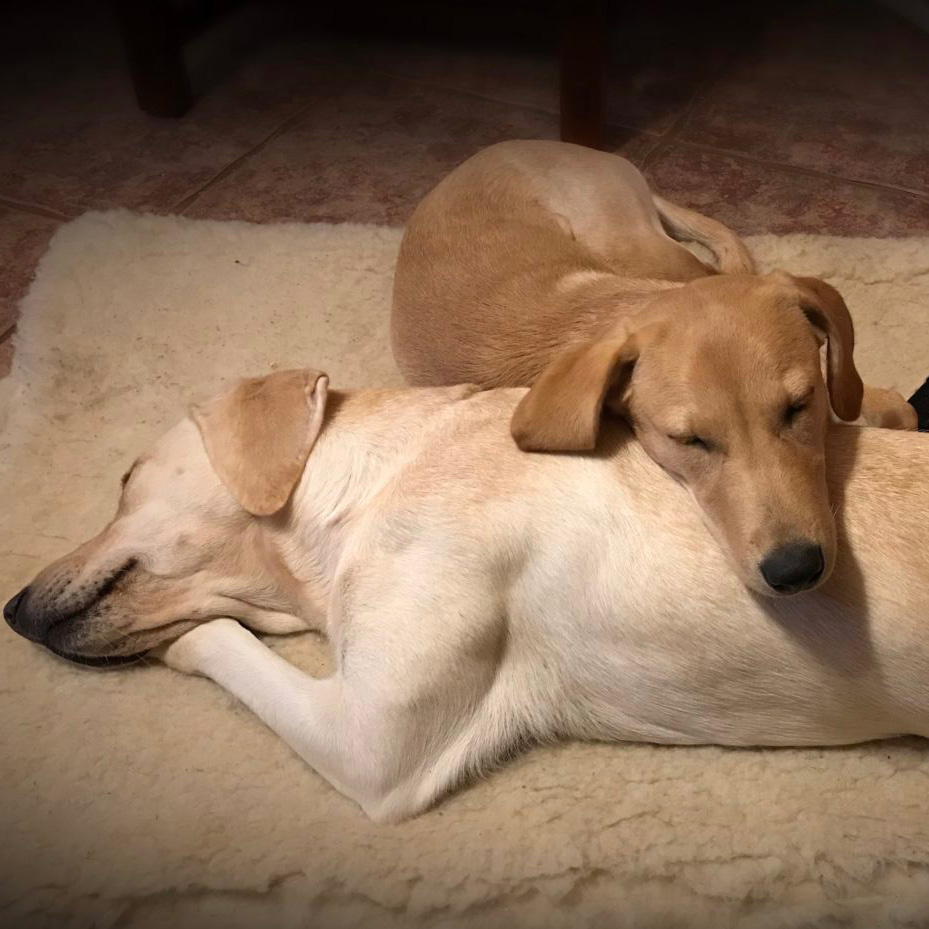 2 labs on bed