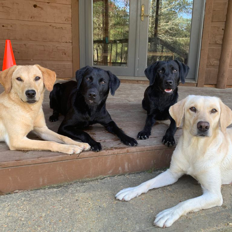 4 labs-and-a-cone-